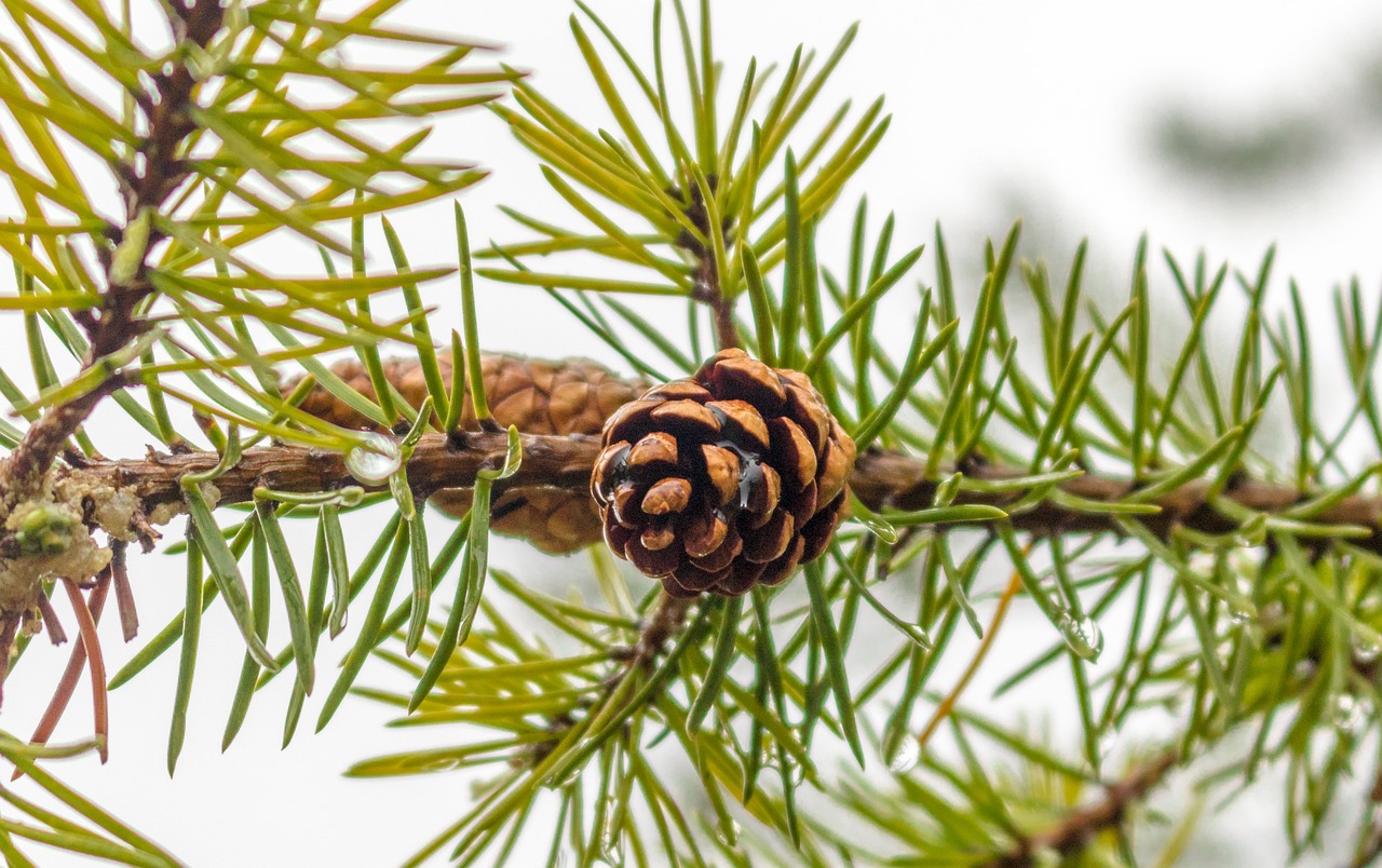 Crafting with Pinecones: Autumn Garden Decor